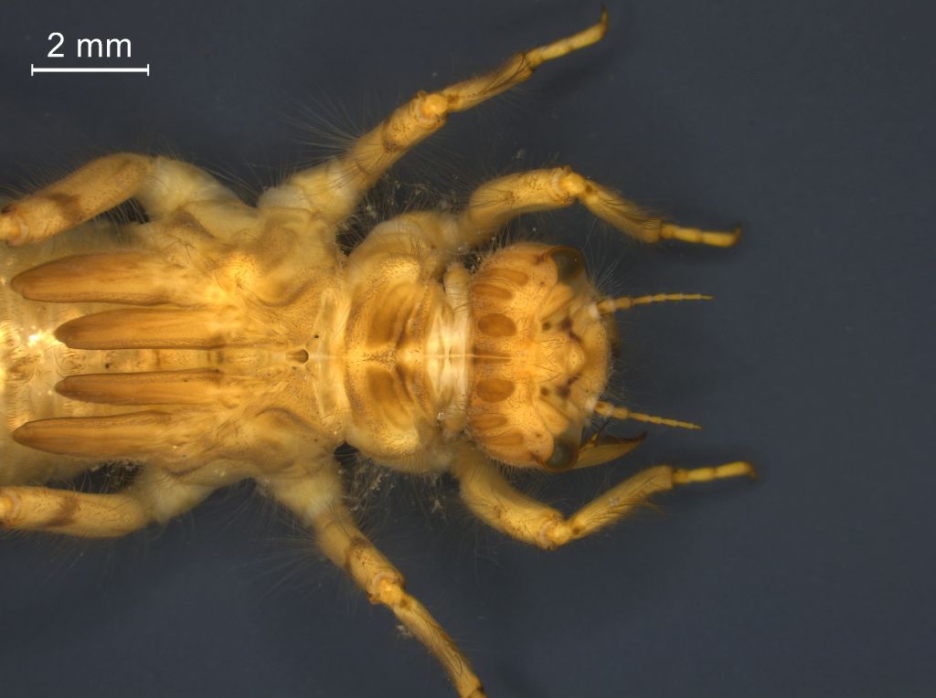 Orthetrum cancellatum